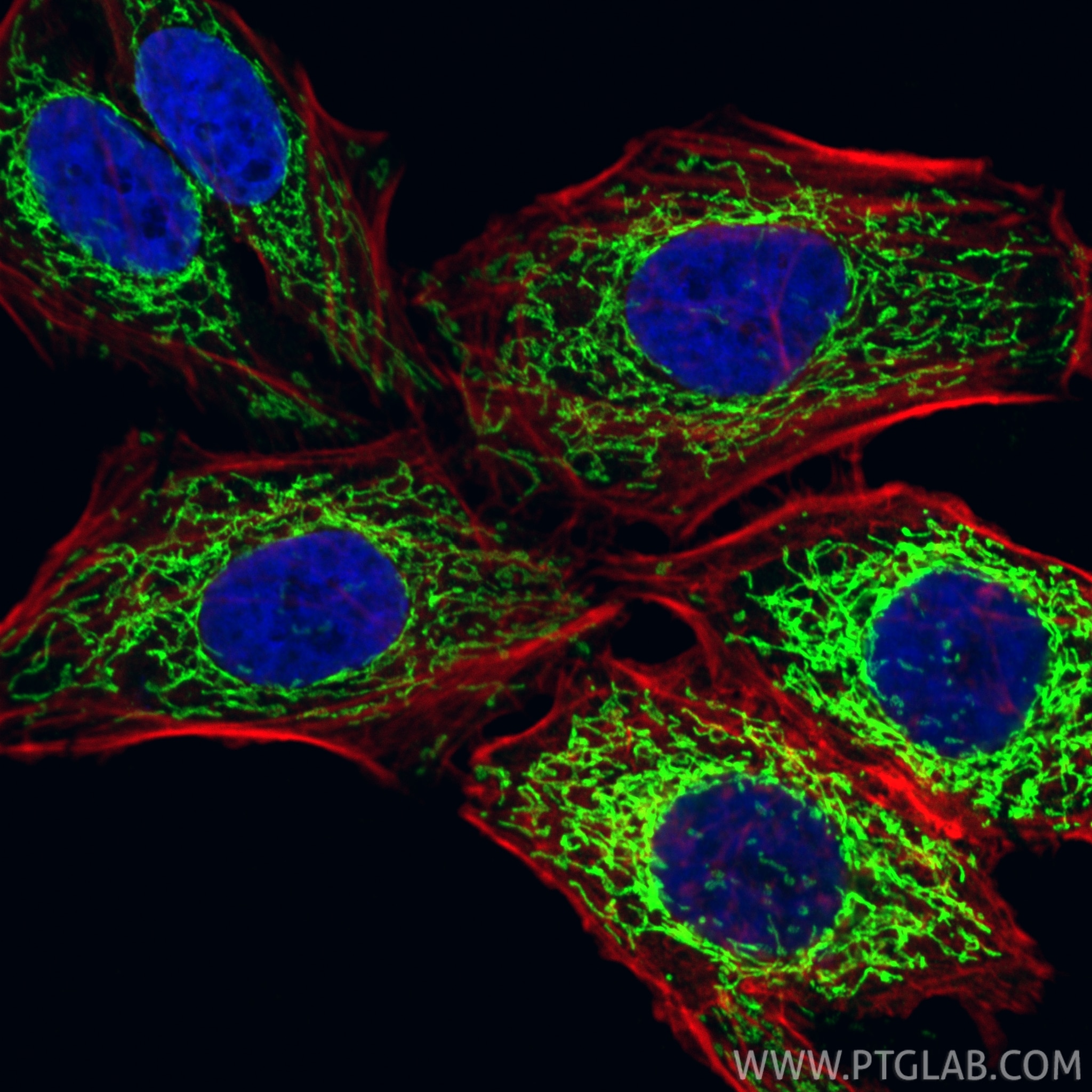 IF Staining of HepG2 using CL488-13108 Immunofluorescence (IF) / fluorescent staining of HepG2 cells using CoraLite® Plus 488-conjugated PYCR1 Polyclonal ant (CL488-13108)