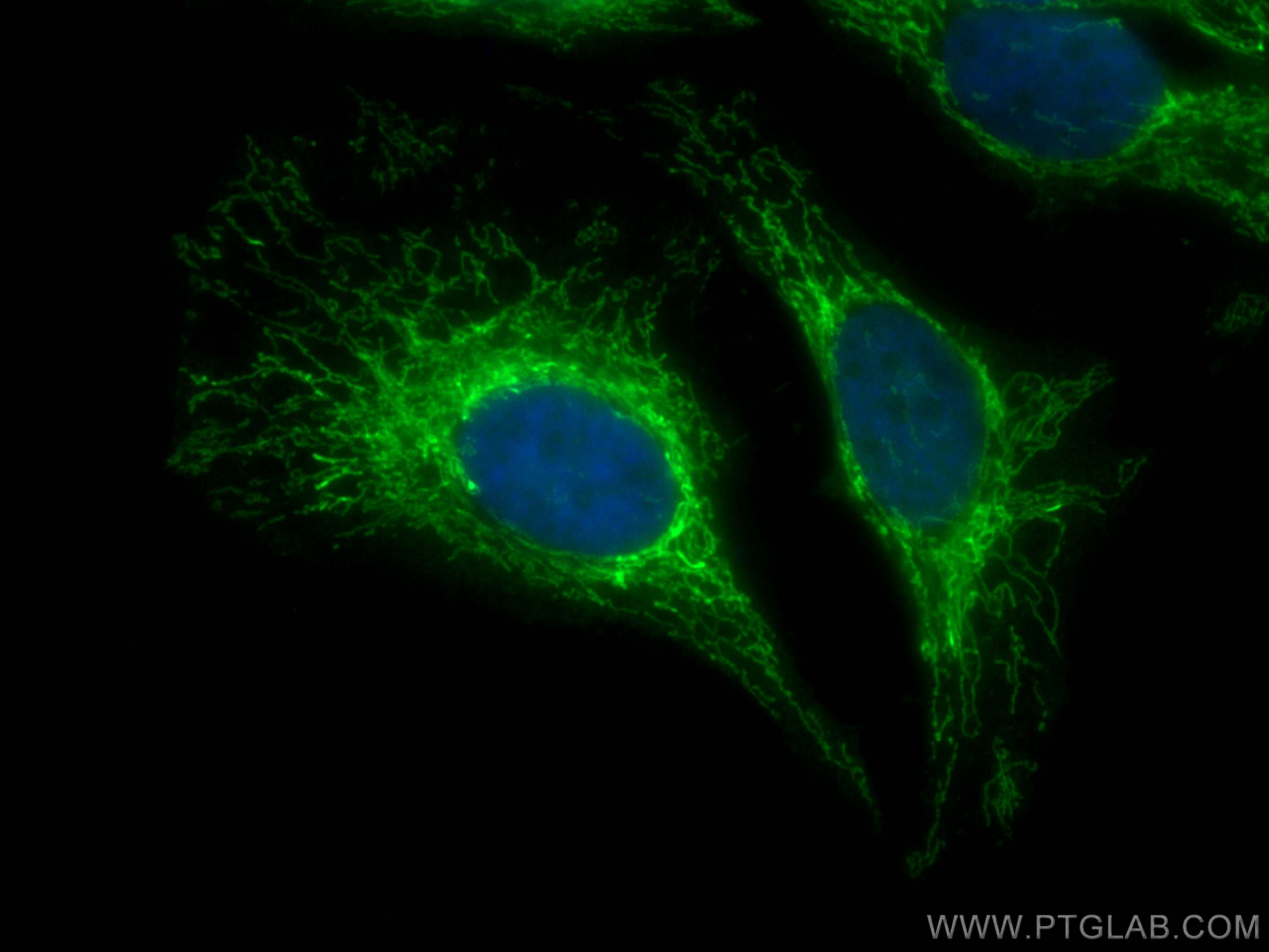 Immunofluorescence (IF) / fluorescent staining of HeLa cells using CoraLite® Plus 488-conjugated PYCR1 Monoclonal ant (CL488-66510)