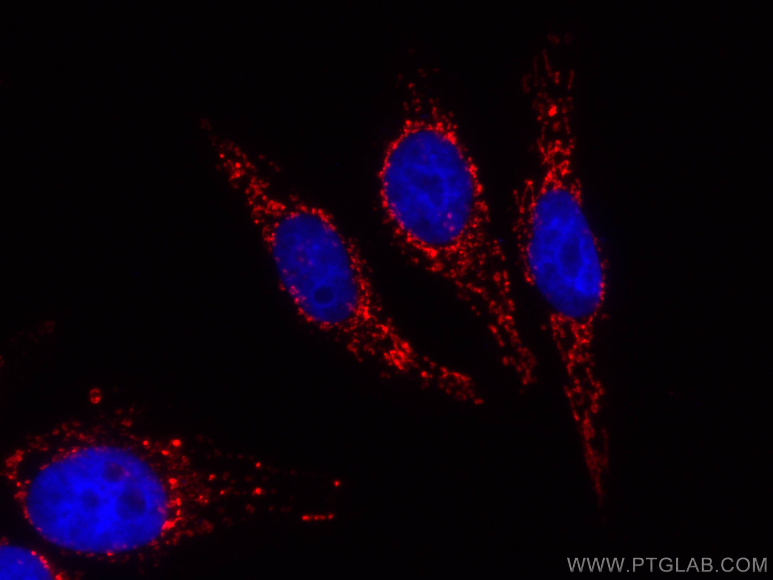 Immunofluorescence (IF) / fluorescent staining of HepG2 cells using CoraLite®594-conjugated PYCR1 Polyclonal antibody (CL594-13108)