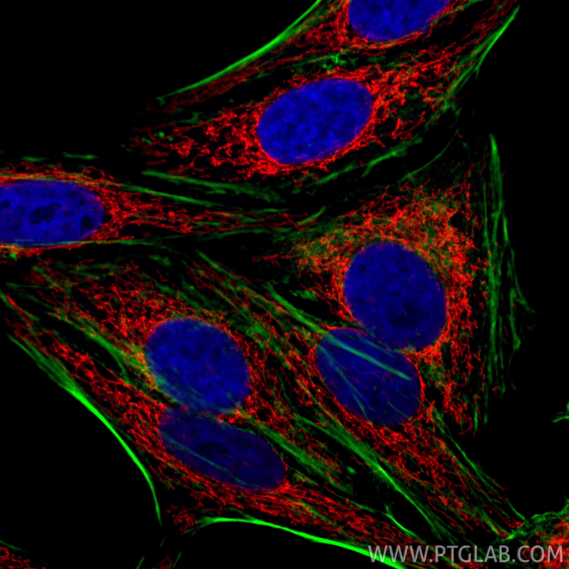IF Staining of HepG2 using CL594-13108 Immunofluorescence (IF) / fluorescent staining of HepG2 cells using CoraLite®594-conjugated PYCR1 Polyclonal antibody (CL594-13108)