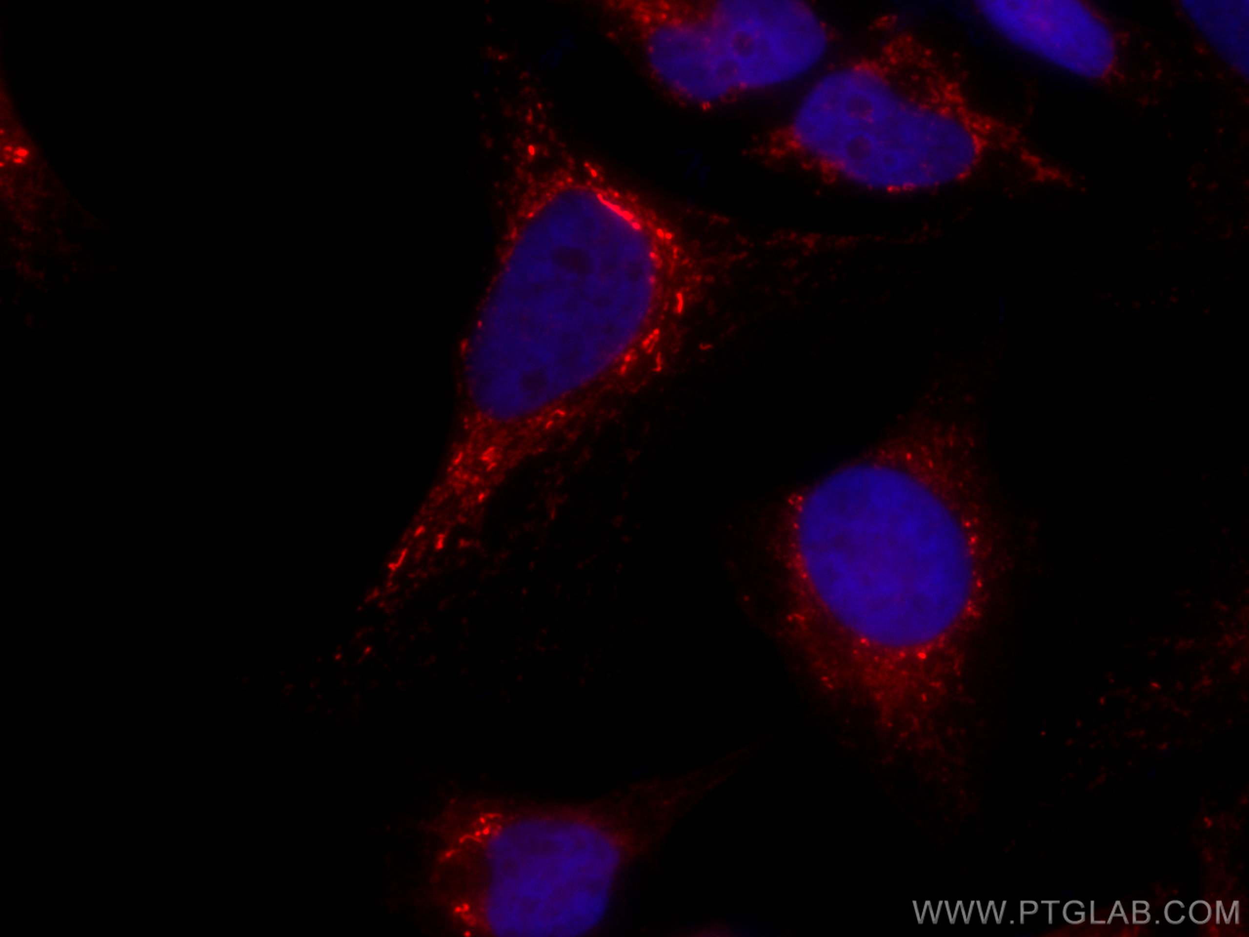 Immunofluorescence (IF) / fluorescent staining of HeLa cells using CoraLite®594-conjugated PYCR1 Monoclonal antibody (CL594-66510)