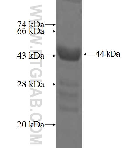 PYCR1 fusion protein Ag3764 SDS-PAGE