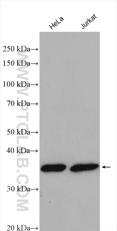 Western Blot (WB) analysis of various lysates using PYCR2 Polyclonal antibody (17146-1-AP)