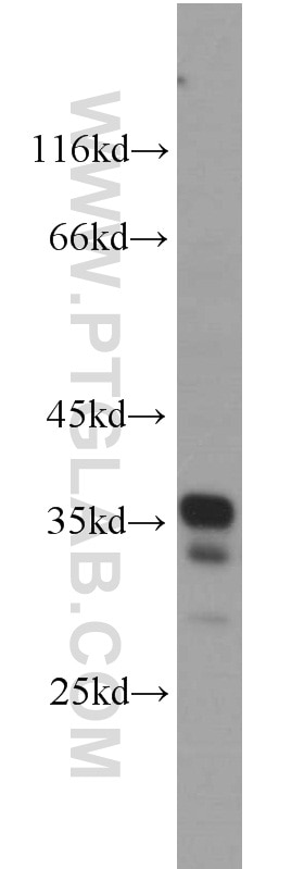 Western Blot (WB) analysis of L02 cells using PYCR2 Polyclonal antibody (17146-1-AP)