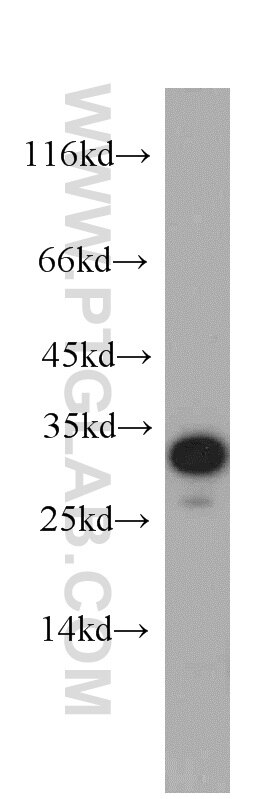 Western Blot (WB) analysis of HeLa cells using PYCR2-specific Polyclonal antibody (55060-1-AP)