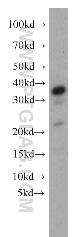 WB analysis of L02 using 55060-1-AP