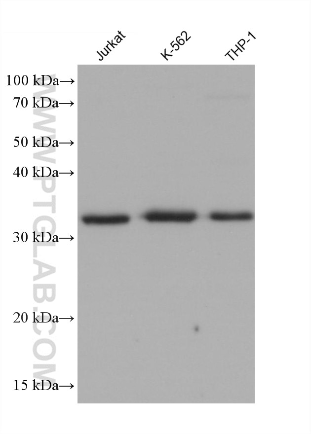 Western Blot (WB) analysis of various lysates using PYCR2 Monoclonal antibody (68488-1-Ig)