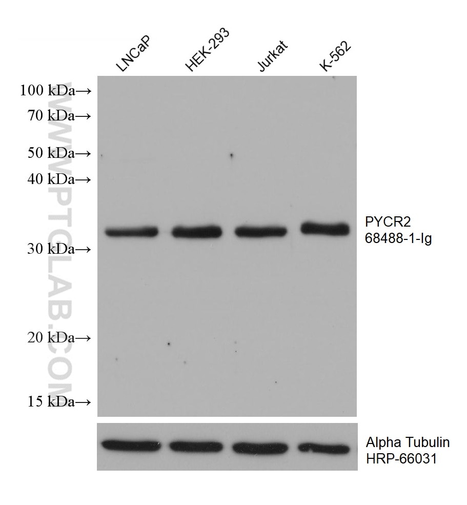 Western Blot (WB) analysis of various lysates using PYCR2 Monoclonal antibody (68488-1-Ig)