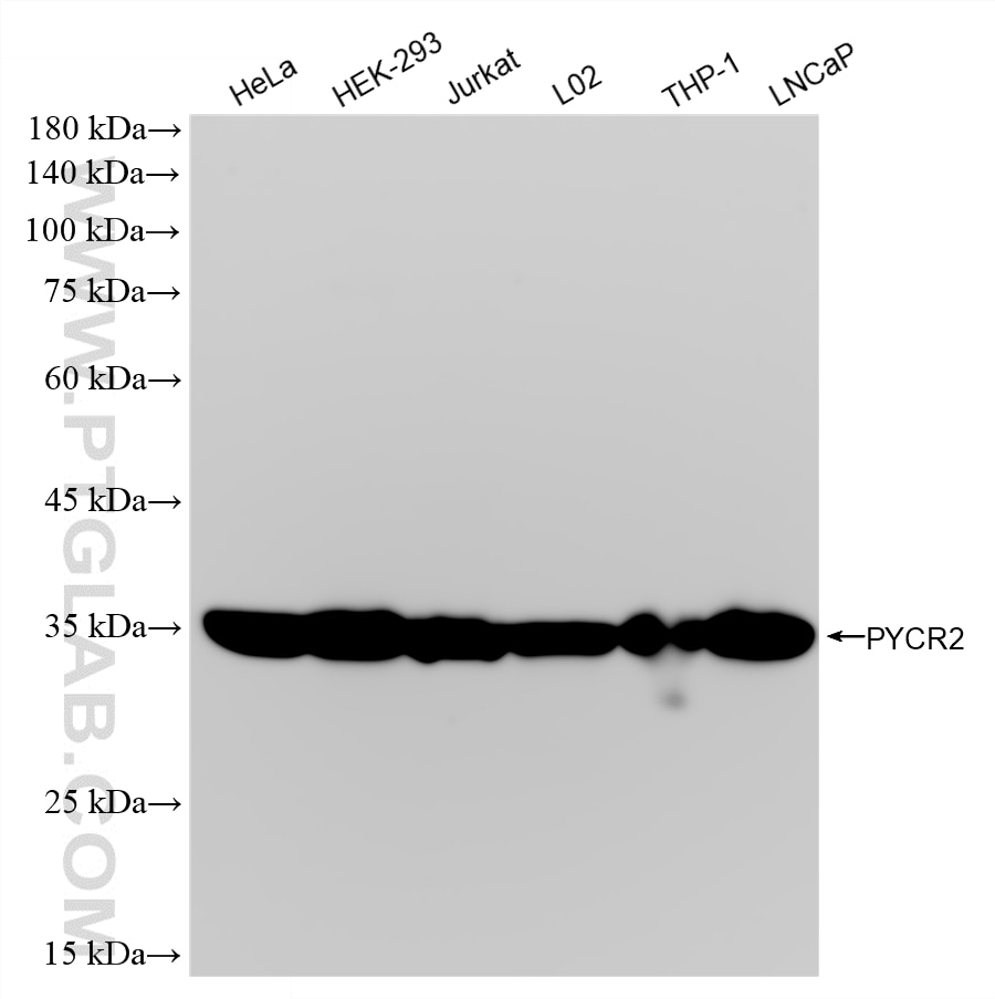 WB analysis using 87985-2-RR Western Blot (WB) analysis of various lysates using PYCR2 Recombinant monoclonal antibody (87985-2-RR)