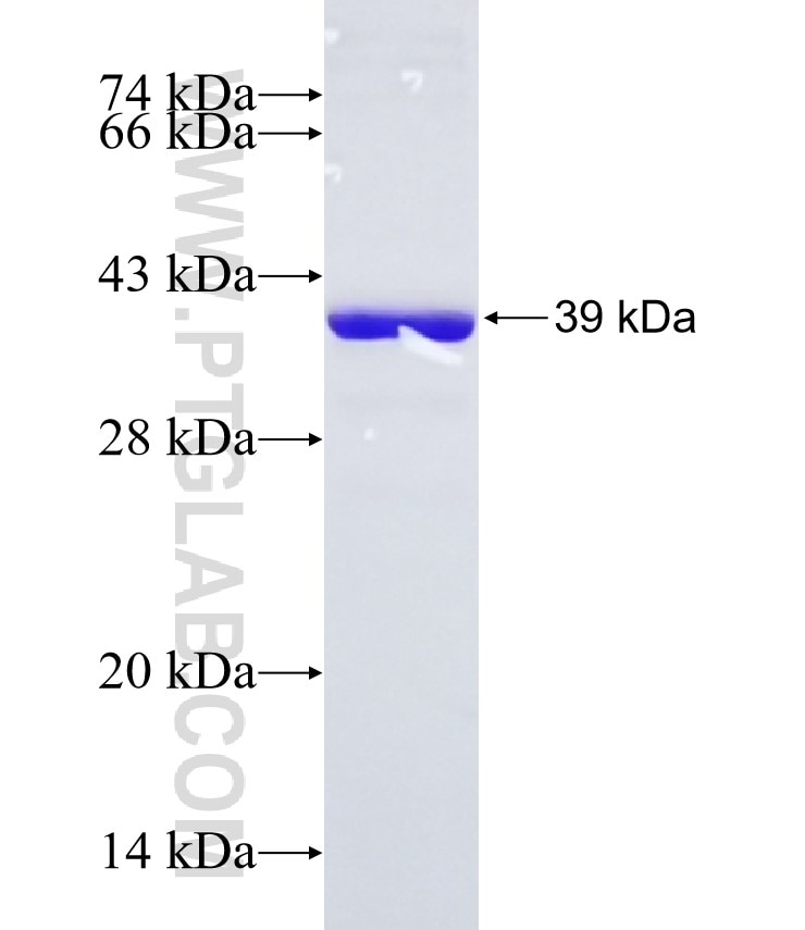 PYCR2 fusion protein Ag10923 SDS-PAGE