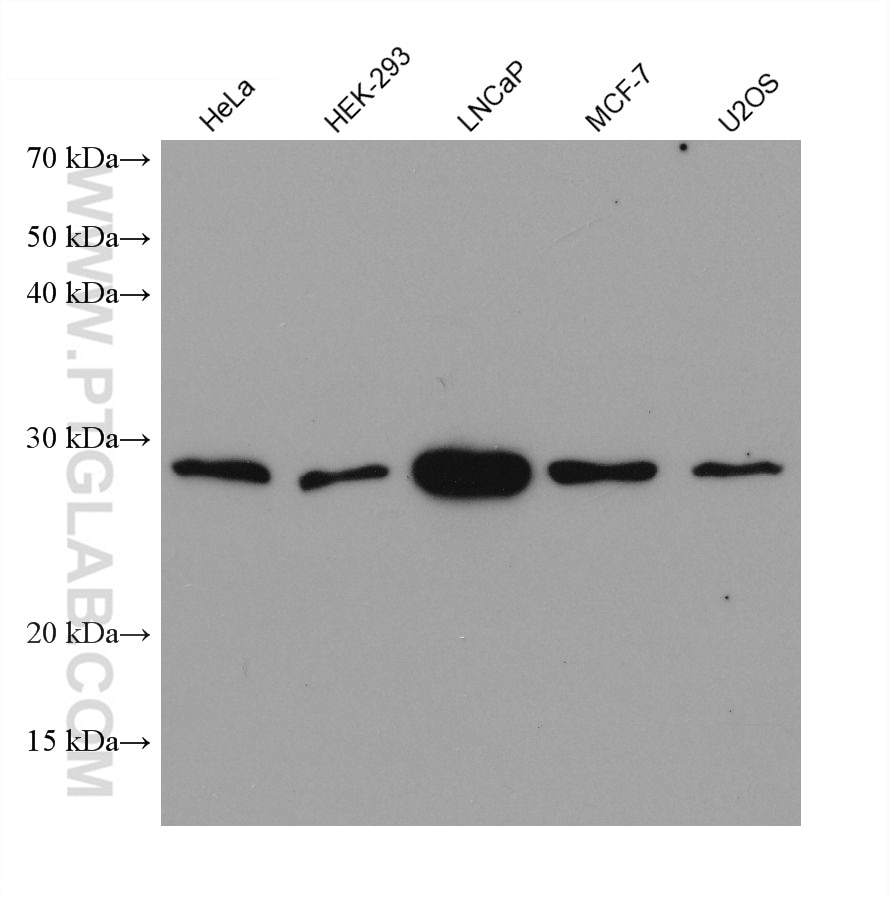 Western Blot (WB) analysis of various lysates using PYCRL Monoclonal antibody (68087-1-Ig)