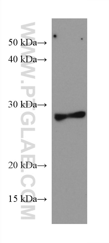 Western Blot (WB) analysis of rabbit kidney tissue using PYCRL Monoclonal antibody (68087-1-Ig)