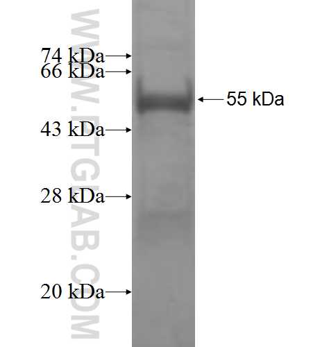 PYCRL fusion protein Ag8716 SDS-PAGE