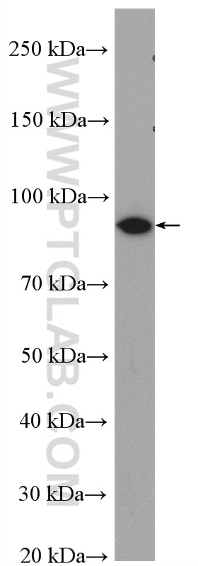 Western Blot (WB) analysis of U-251 cells using PYGB Polyclonal antibody (55380-1-AP)