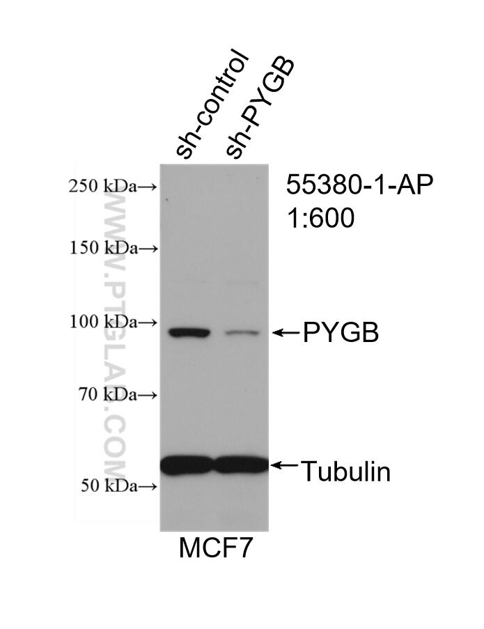 Western Blot (WB) analysis of MCF-7 cells using PYGB Polyclonal antibody (55380-1-AP)