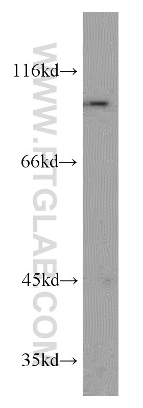 Western Blot (WB) analysis of A549 cells using PYGB Polyclonal antibody (55380-1-AP)