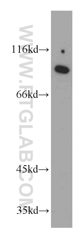 WB analysis of HepG2 using 55429-1-AP