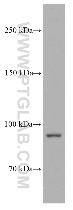 Western Blot (WB) analysis of HSC-T6 cells using PYGL Monoclonal antibody (66769-1-Ig)