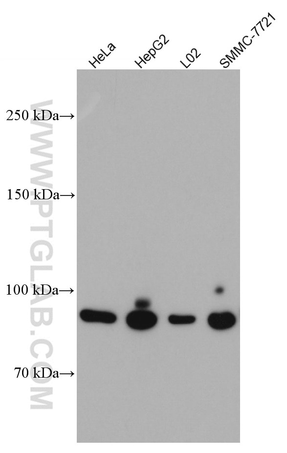 WB analysis using 66769-1-Ig