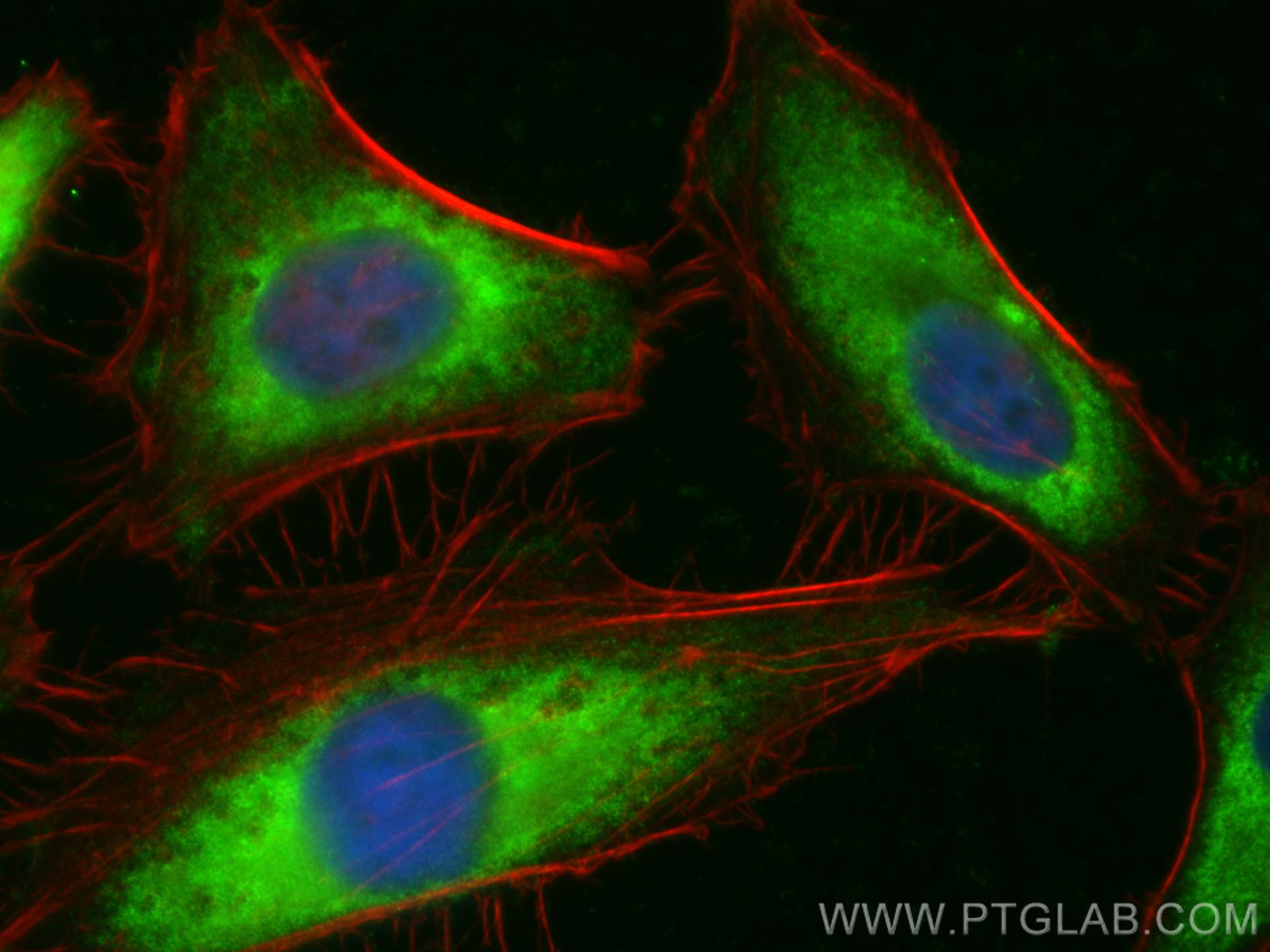 IF Staining of HeLa using CL488-15851