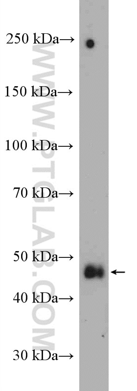 Western Blot (WB) analysis of HeLa cells using PYGO1 Polyclonal antibody (22799-1-AP)
