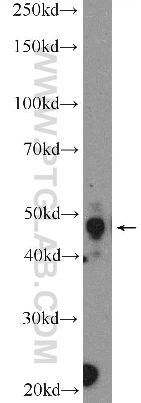 Western Blot (WB) analysis of C6 cells using PYGO2 Polyclonal antibody (11555-1-AP)