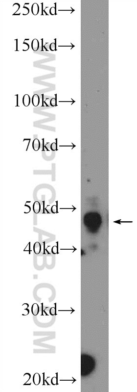 WB analysis of C6 using 11555-1-AP