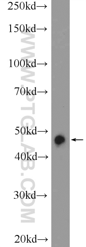 Western Blot (WB) analysis of C6 cells using PYGO2 Polyclonal antibody (11555-1-AP)