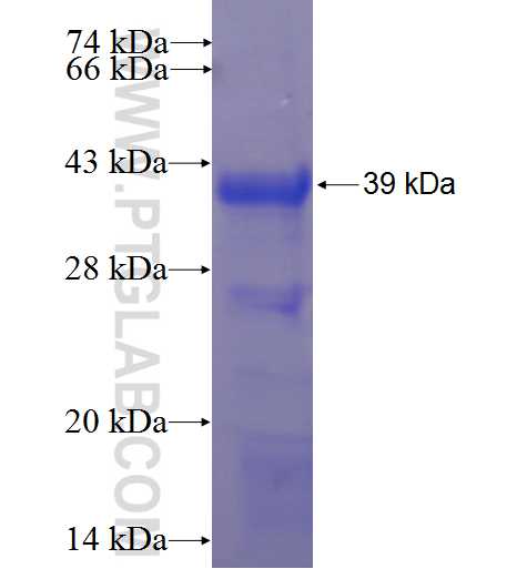 PYGO2 fusion protein Ag24049 SDS-PAGE