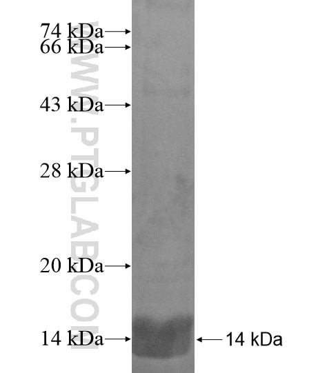 PYHIN1 fusion protein Ag19067 SDS-PAGE