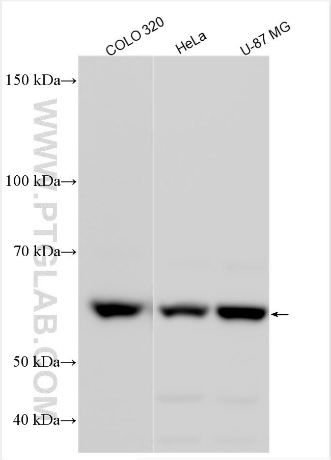 Western Blot (WB) analysis of various lysates using PYROXD1 Polyclonal antibody (31093-1-AP)
