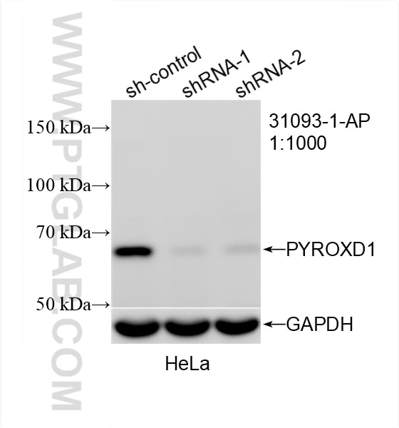 Western Blot (WB) analysis of HeLa cells using PYROXD1 Polyclonal antibody (31093-1-AP)