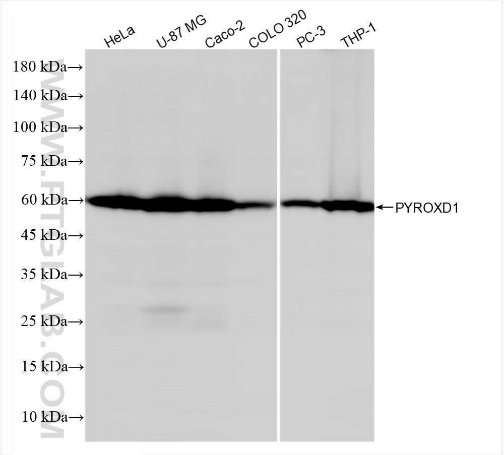 Western Blot (WB) analysis of various lysates using PYROXD1 Recombinant antibody (84289-7-RR)