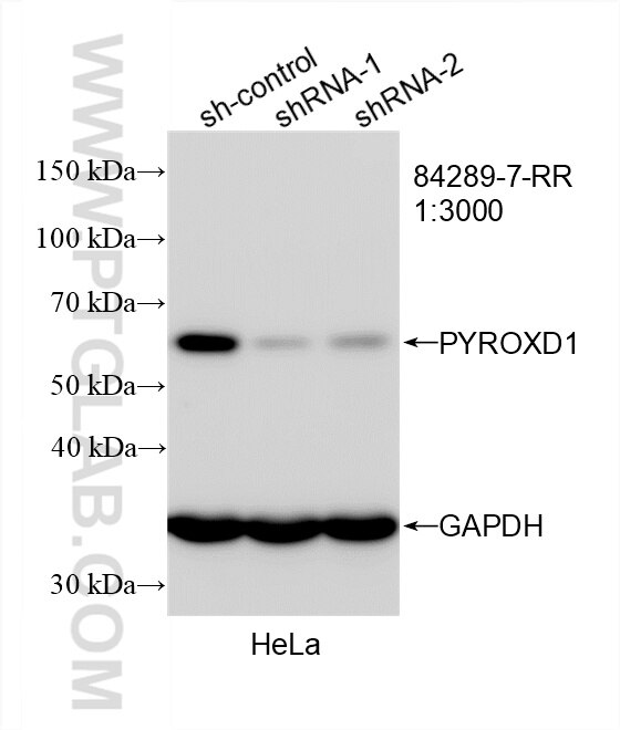 Western Blot (WB) analysis of HeLa cells using PYROXD1 Recombinant antibody (84289-7-RR)