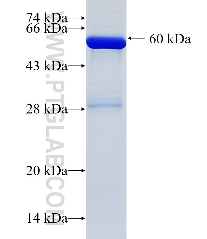 PYROXD1 fusion protein Ag34768 SDS-PAGE