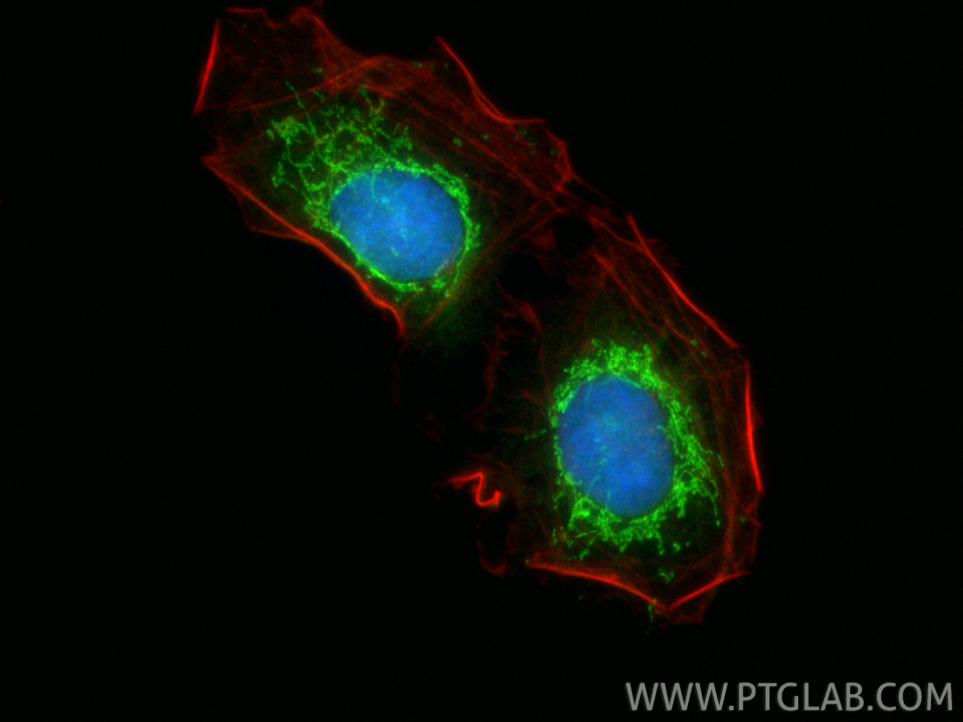 Immunofluorescence (IF) / fluorescent staining of U2OS cells using PYROXD2 Polyclonal antibody (21845-1-AP)