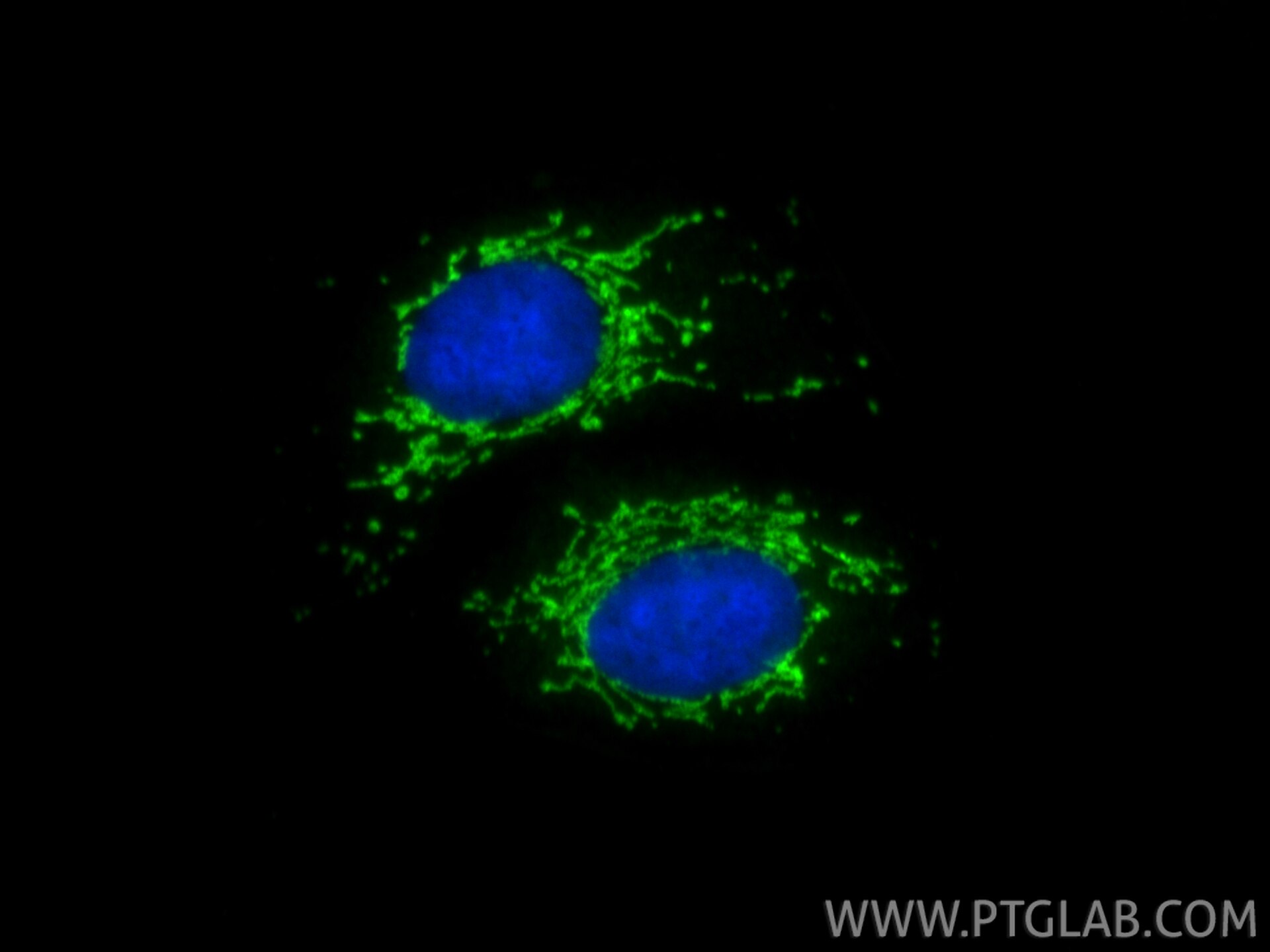 Immunofluorescence (IF) / fluorescent staining of U2OS cells using PYROXD2 Polyclonal antibody (21845-1-AP)