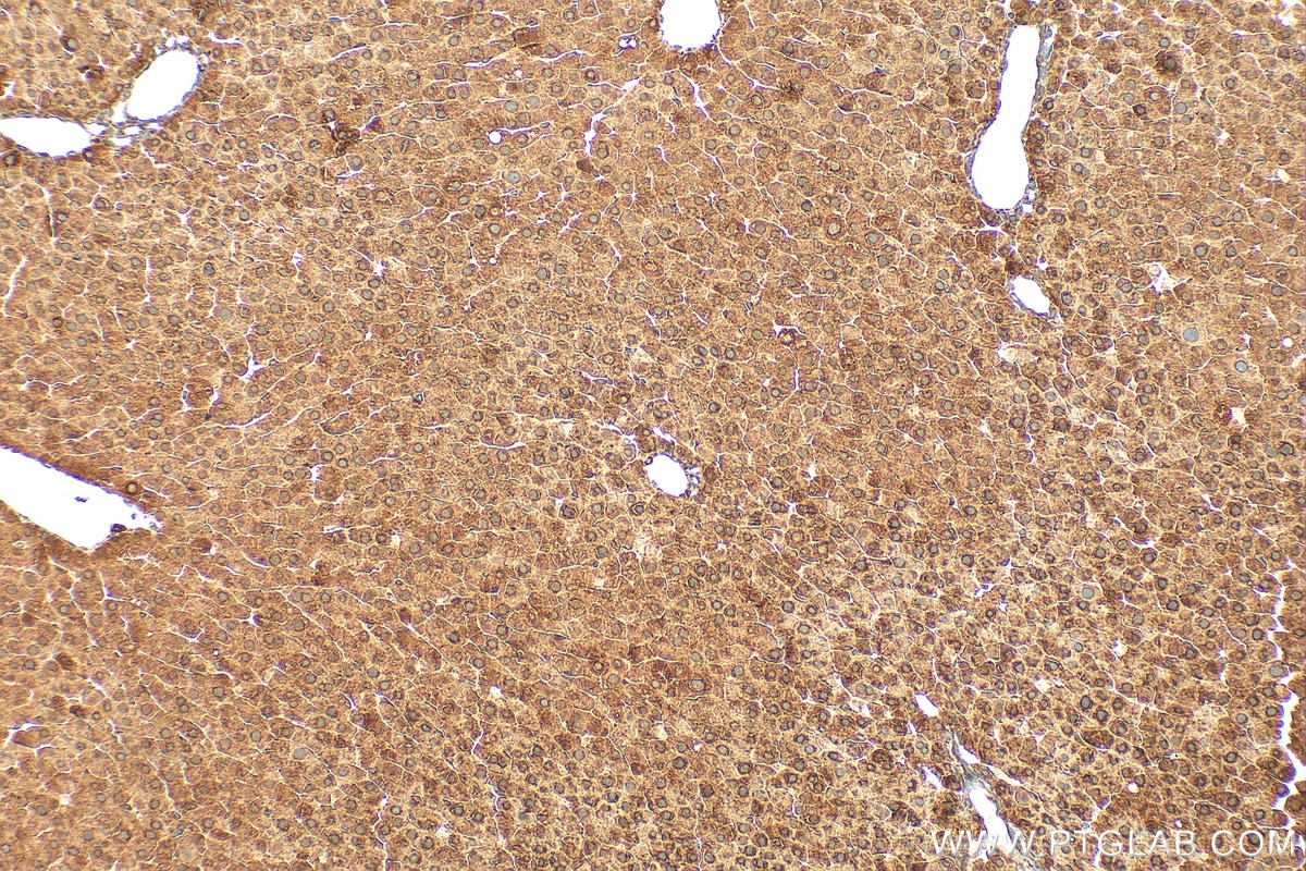 Immunohistochemistry (IHC) staining of rat liver tissue using PYROXD2 Polyclonal antibody (21845-1-AP)
