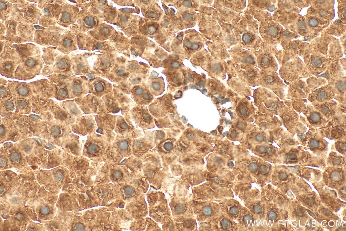 Immunohistochemistry (IHC) staining of rat liver tissue using PYROXD2 Polyclonal antibody (21845-1-AP)