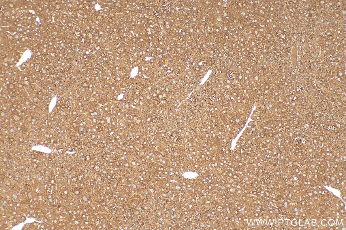 Immunohistochemistry (IHC) staining of mouse liver tissue using PYROXD2 Polyclonal antibody (21845-1-AP)