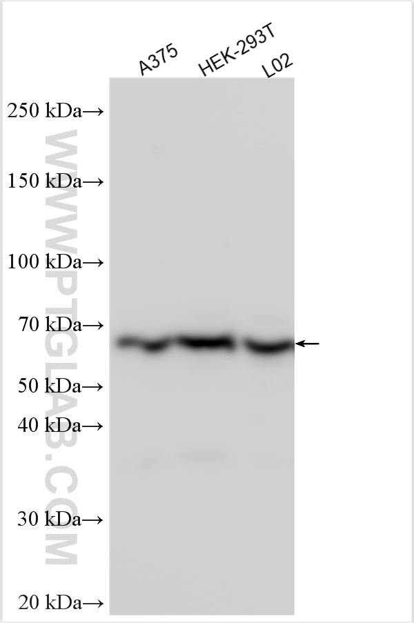 Western Blot (WB) analysis of various lysates using PYROXD2 Polyclonal antibody (21845-1-AP)