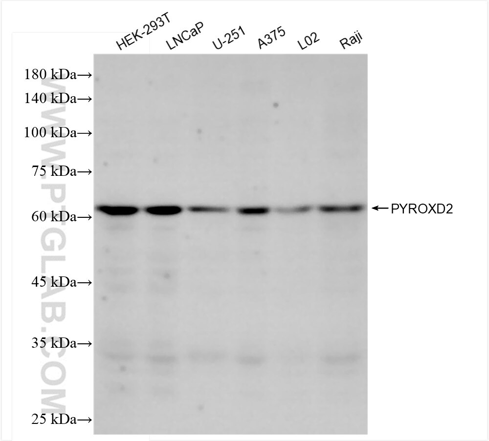 Western Blot (WB) analysis of various lysates using PYROXD2 Recombinant antibody (83954-1-RR)