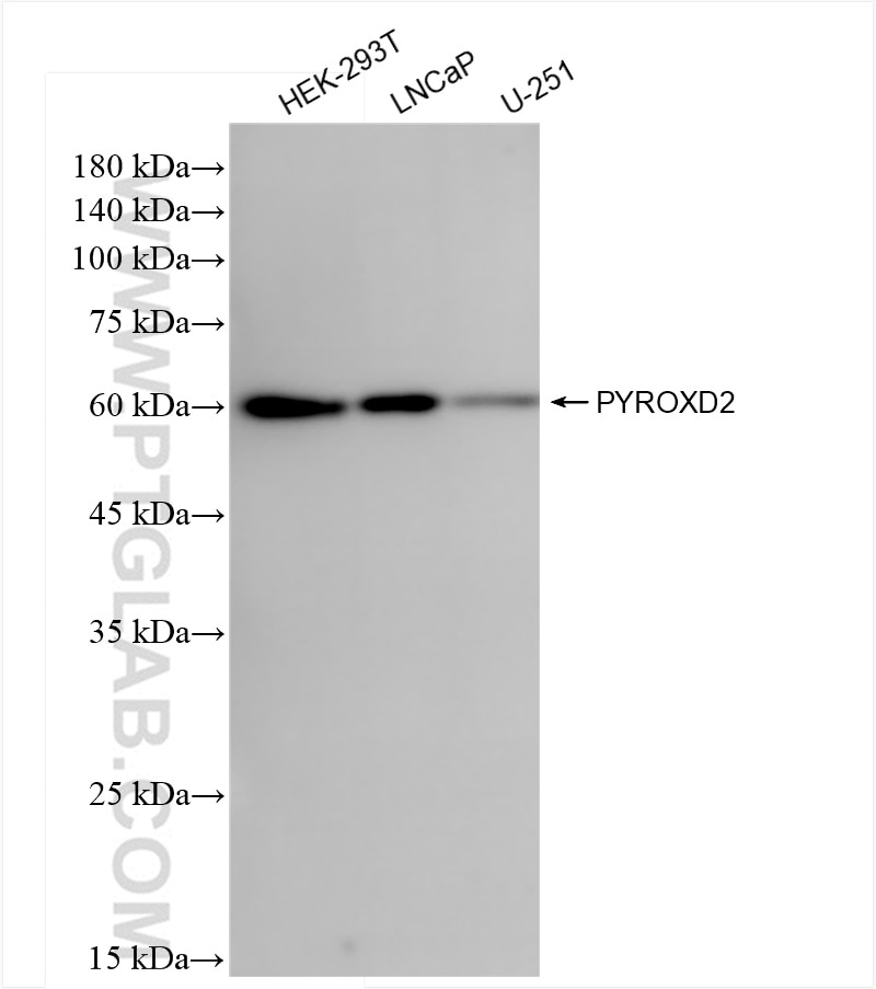 Western Blot (WB) analysis of various lysates using PYROXD2 Recombinant antibody (83954-1-RR)