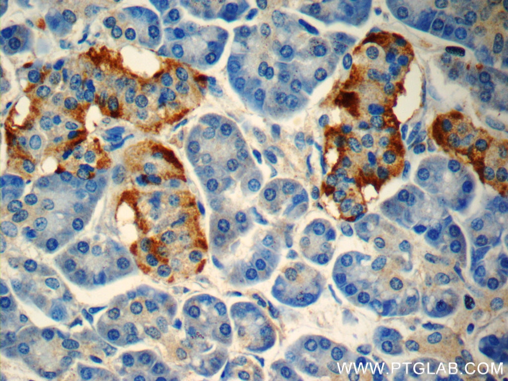 Immunohistochemistry (IHC) staining of human pancreas tissue using peptide YY Polyclonal antibody (24294-1-AP)