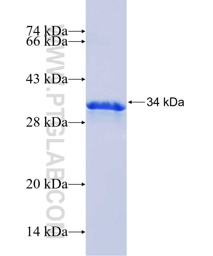 PYY fusion protein Ag17939 SDS-PAGE