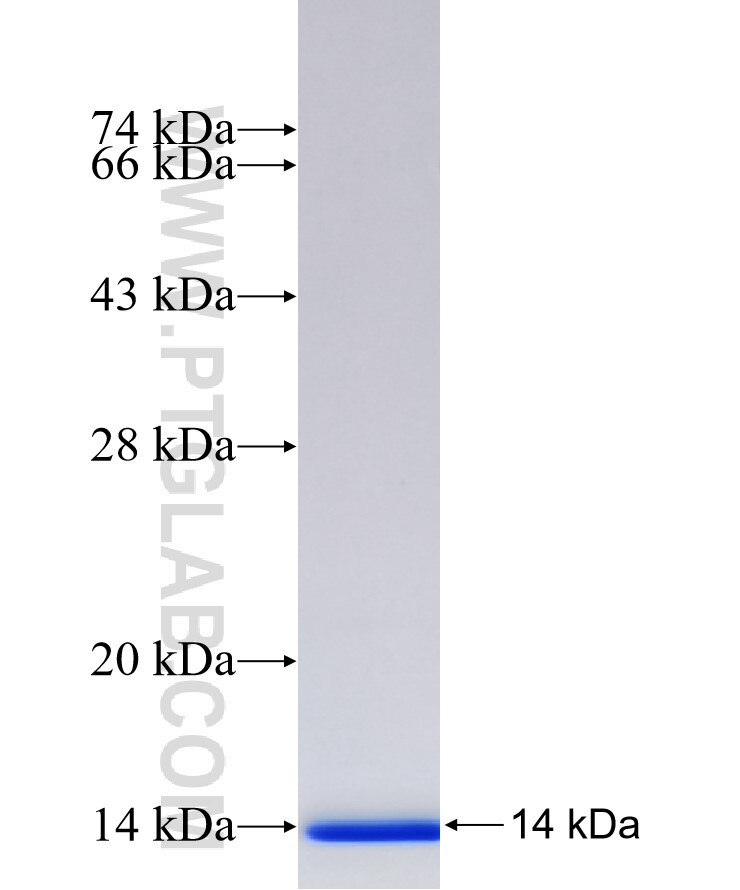 PYY fusion protein Ag18266 SDS-PAGE