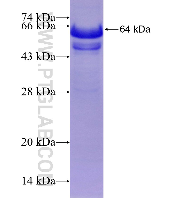PZP fusion protein Ag16471 SDS-PAGE