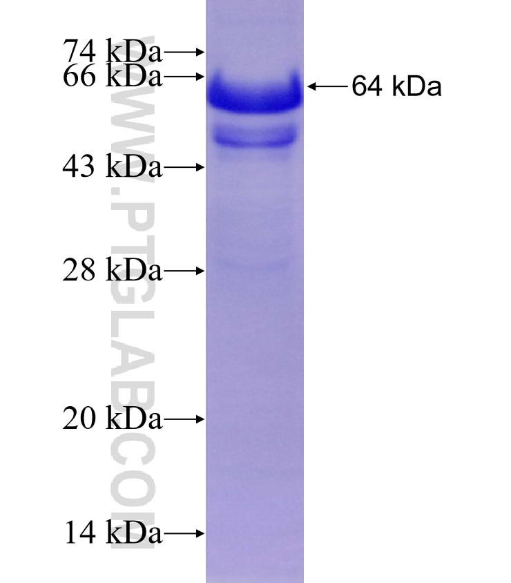 PZP fusion protein Ag16471 SDS-PAGE