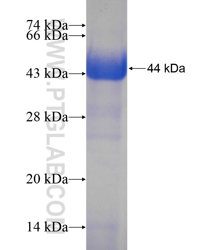 PZP fusion protein Ag17400 SDS-PAGE