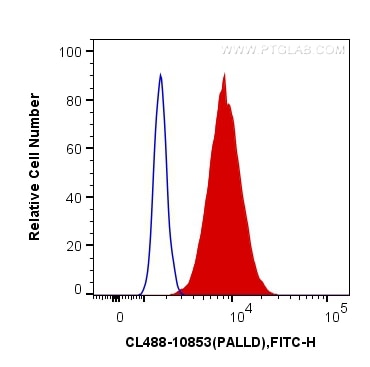 Flow cytometry (FC) experiment of HeLa cells using CoraLite® Plus 488-conjugated Palladin Polyclonal  (CL488-10853)